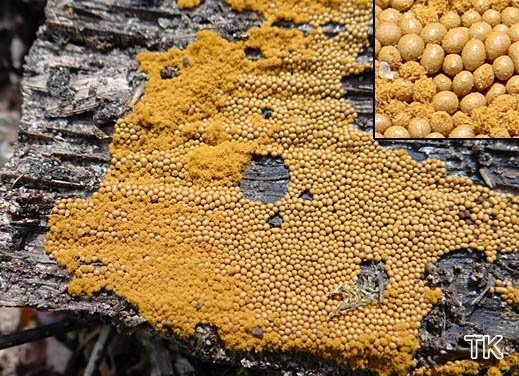 Trichia persimilis - Ockerfarbiger Haarstäubling
