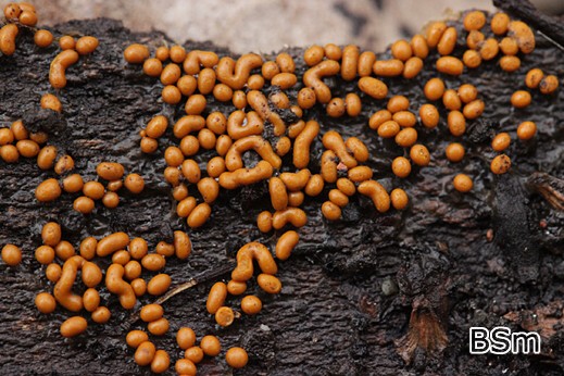 Trichia varia