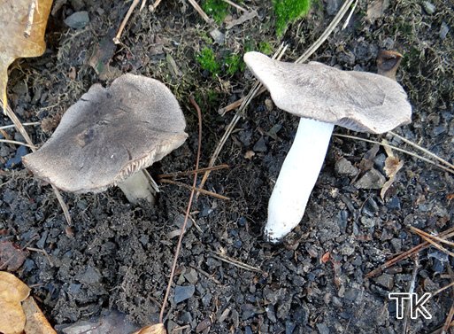 Tricholoma terreum - Gemeiner Erdritterling