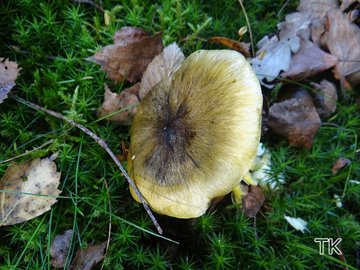 Sägeblättriger Ritterling (Tricholoma viridilutescens)