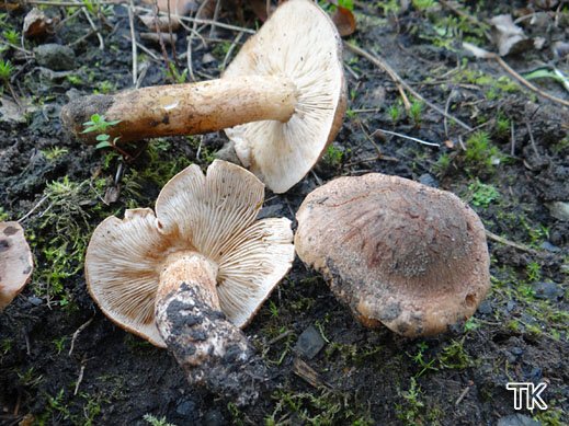 Tricholoma populinum - Pappelritterling