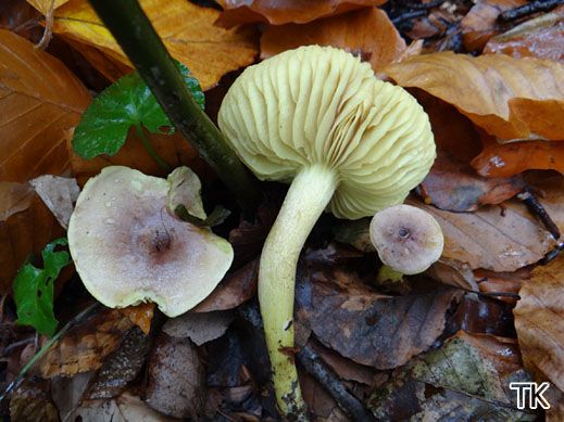 Tricholoma bufonium - Violettbrauner Schwefelritterling