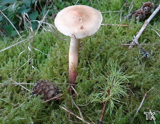 Tricholoma psammopus