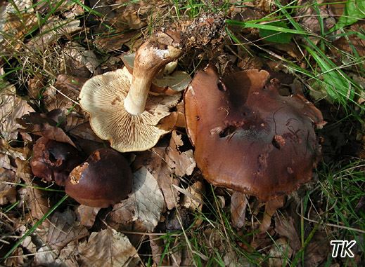Tricholoma ustale - Brandiger Ritterling