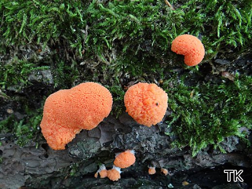 Tubifera ferruginosa