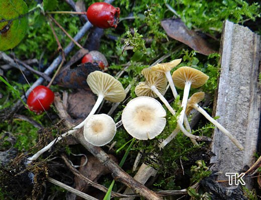 Tubaria dispersa - Gelbblättriger Trompetenschnitzling