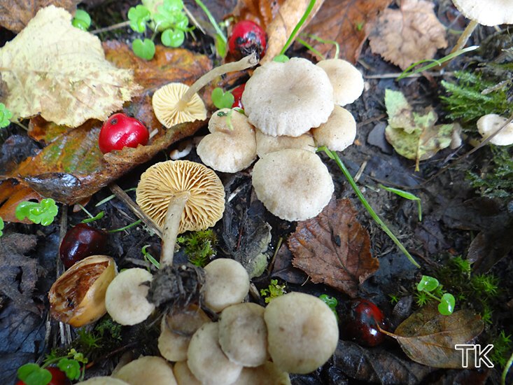 Gelbblättriger Trompetenschnitzling (Tubaria dispersa)