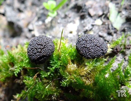 Tubifera ferruginosa
