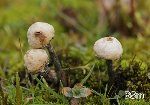 Tulostoma brumale - Zitzen-Stielbovist