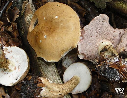Tylopilus felleus - Gallenröhrling