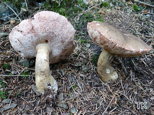 Tylopilus felleus - Gallenröhrling