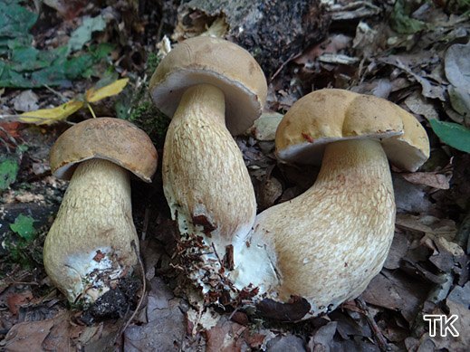 Tylopilus felleus - Gallenröhrling