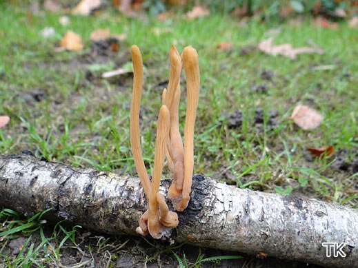 Typhula contorta - Verbogene Röhrenkeule