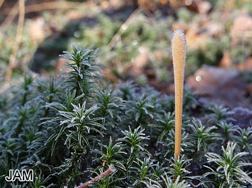 Typhula fistulosa - Hohe Röhrenkeule