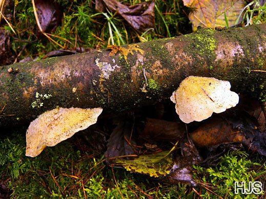 Tyromyces kmetii - Gelblicher Saftporling