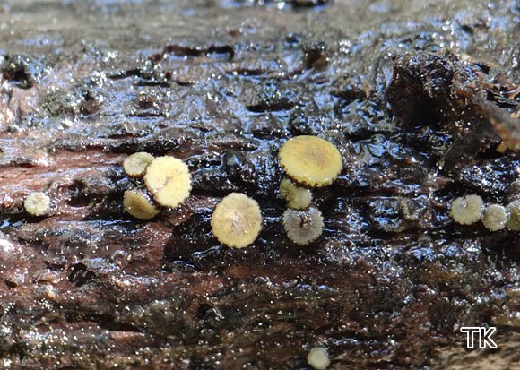 elbgrünes Fadenscheibchen (Vibrissea flavovirens)