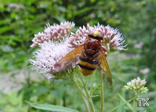 Volucella zonaria - Hornissen-Schwebfliege