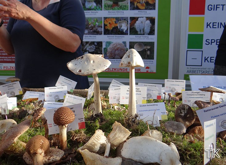 Großer Scheidling (Volvariella gloiocephala)