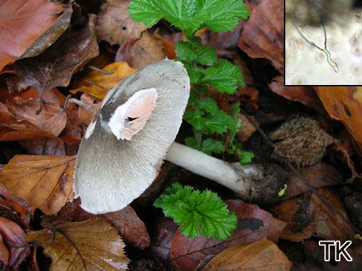 Volvariella caesiotincta - Blaugraugetönter Scheidling