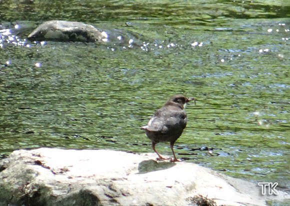 Wasseramsel (Cinclus cinclus)