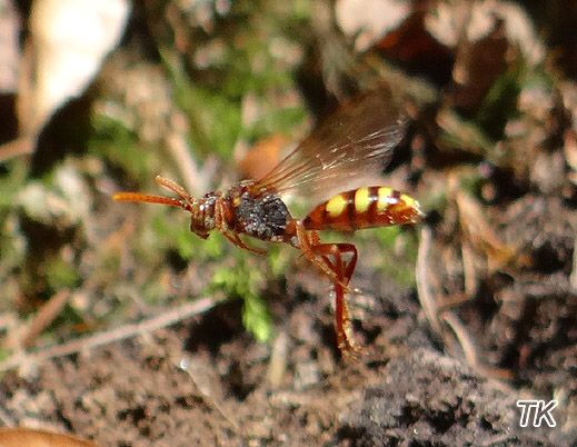 Nomada