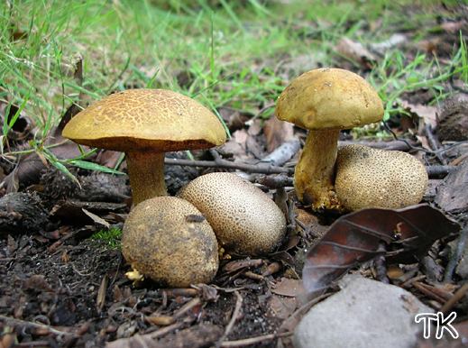 Xerocomus parasiticus