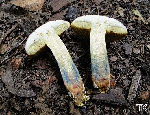 Xerocomus cisalpinus