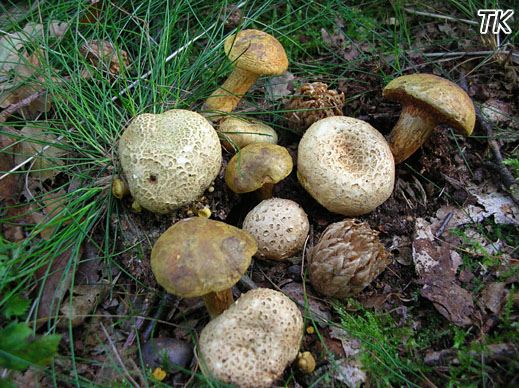Xerocomus parasiticus - Schmarotzerröhrling