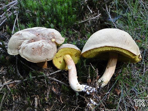 Xerocomus subtomentosus