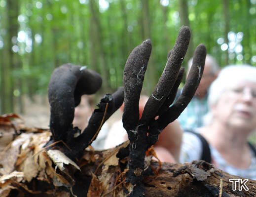 Xylaria longipes - Langstielige Ahornholzkeule