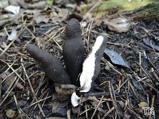 Xylaria polymorpha- Vielgestaltige Holzkeule
