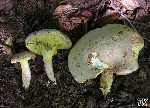 Xerocomus subtomentosus