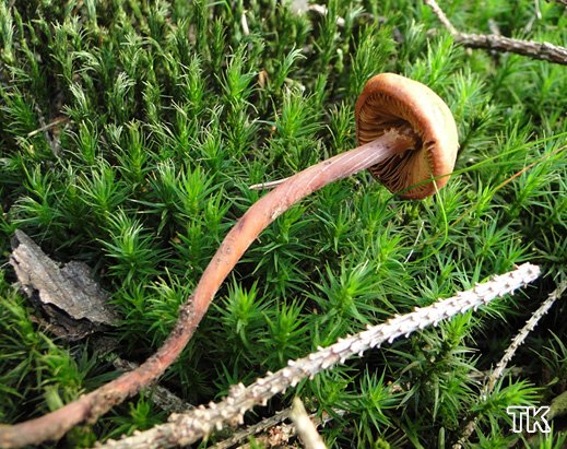 Phaeocollybia jennyae