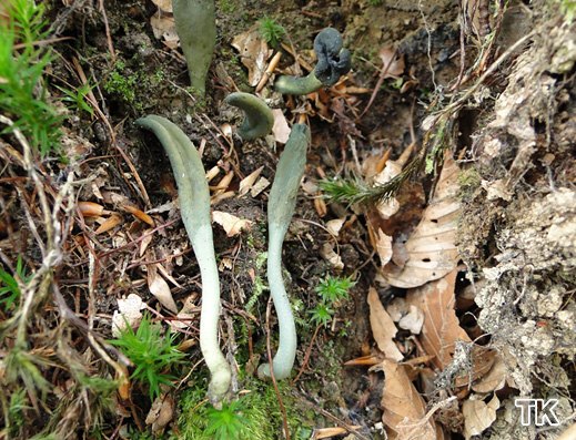 Microglossum viride