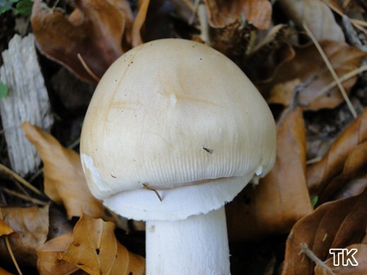 Amanita eliae
