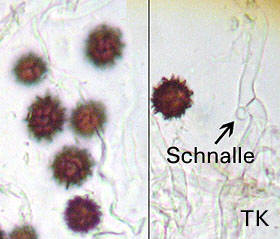 Scleroderma bovista