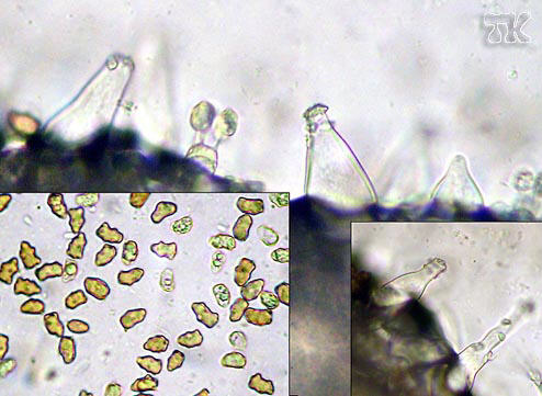 Inocybe curvipes