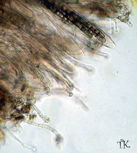 Geoglossum glutinosum