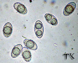 Sporen Neottiella rutilans