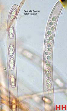Sporen Peziza celtica