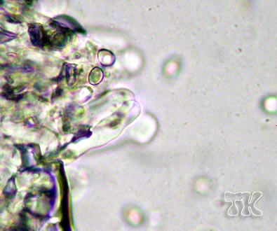 Sericeomyces sericifer