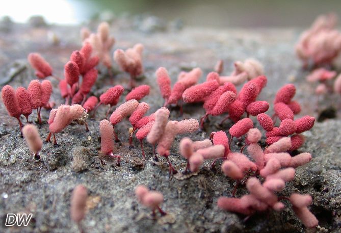 Arcyria denudata