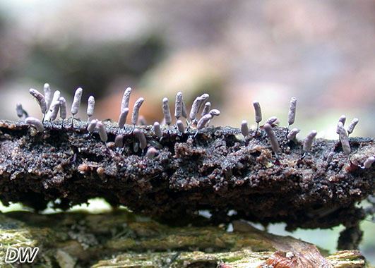 Stemonitopsis typhina 