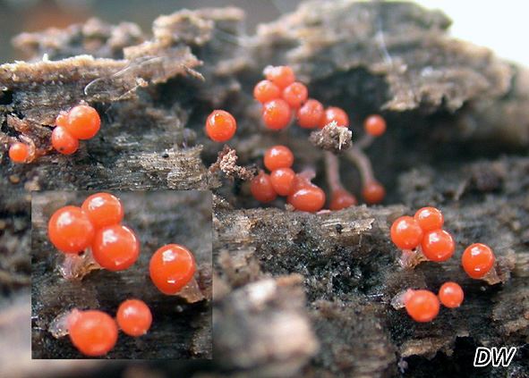 Trichia decipiens
