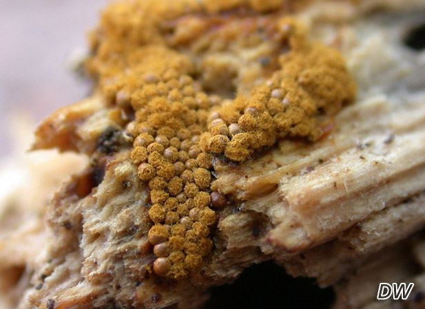 Trichia persimilis