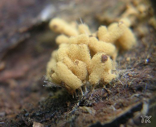 Arcyria nutans - Nickender Kelchstäubling