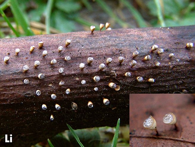 Craterium minutum