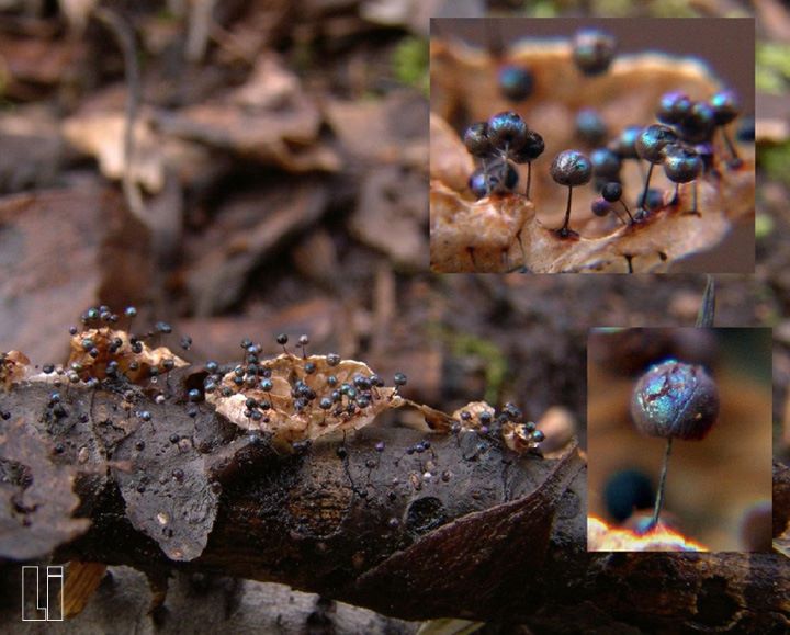 Lamproderma scintillans