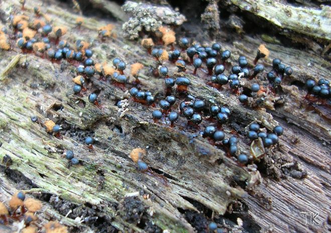 Metatrichia floriformis
