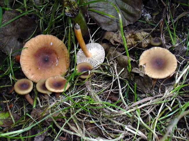 Lactarius obscuratus